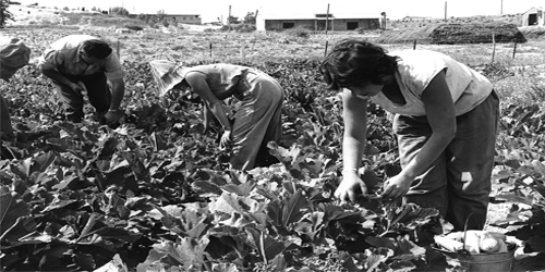 Sutton Farms - Our Heritage and Tradition